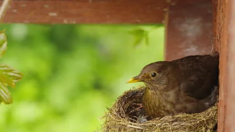 Female Blackbird Adjusts Position While Covering Chicks Stock Footage 340140162
