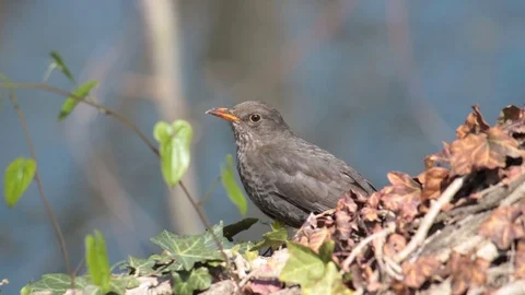 Female blackbird Stock Footage 106927300