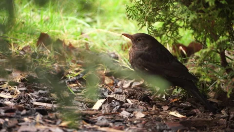Female blackbird in the grass Stock Footage 284249629