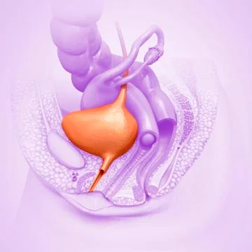 Female bladder, illustration Stock Illustration