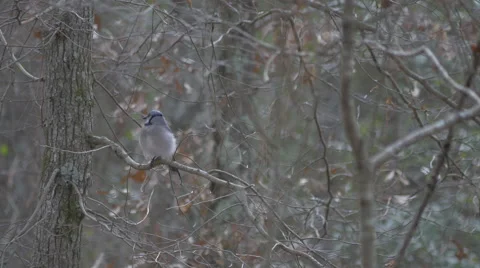 Female Blue Jay Stock Footage 46020407