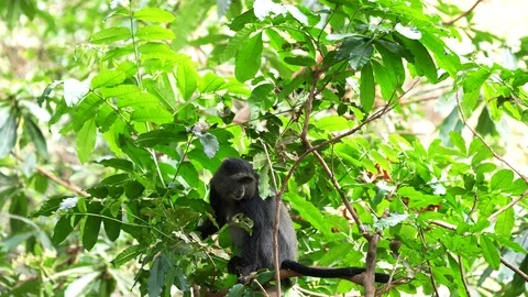 Female blue monkey in tree at lake manyara 스톡 동영상 106378465