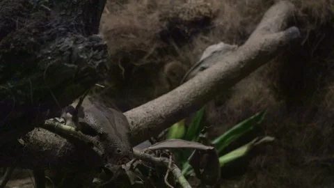 Female Boa constrictor snake pulls back. Stock-Footage 88934923