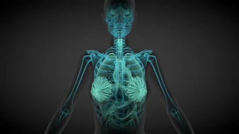 Female body front view - x-ray scan with organs and skeleton Stock Footage 168106520
