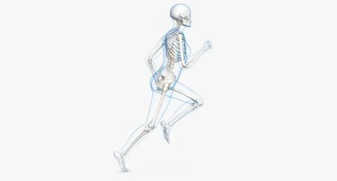 Female Body with Skeleton Running Pose 3D Model 3D Model