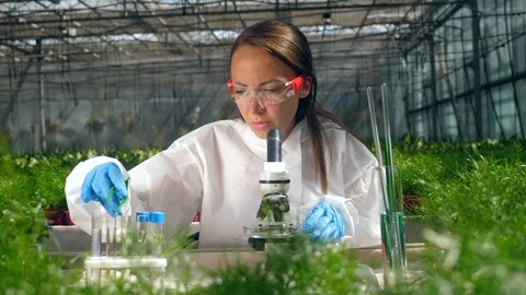 Female botanist uses microscope while working with sprouts. Stock Footage 114987759