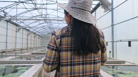 Female botanist uses tablet to work in greenhouse with water lilies and lotuses. Stock Footage 174037623