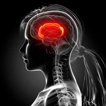 Female brain, artwork Stock Illustration