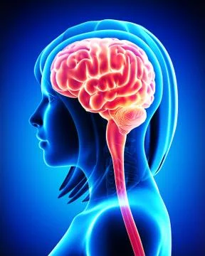 Female brain cross section Illustrazione stock