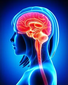 Female brain cross section Stock Illustration