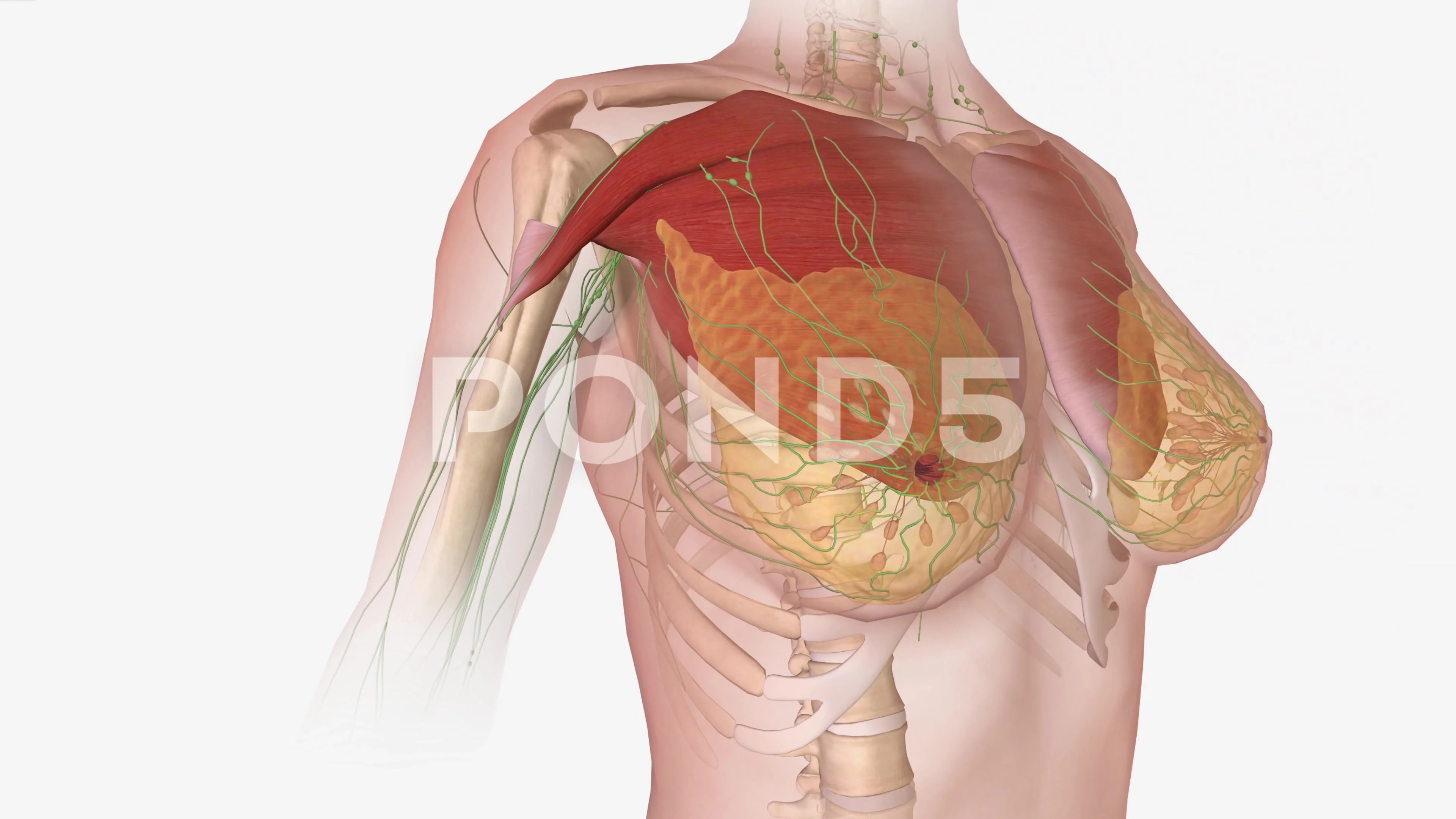 https://images.pond5.com/female-breast-anatomy-includes-internal-footage-244667443_prevstill.jpeg
