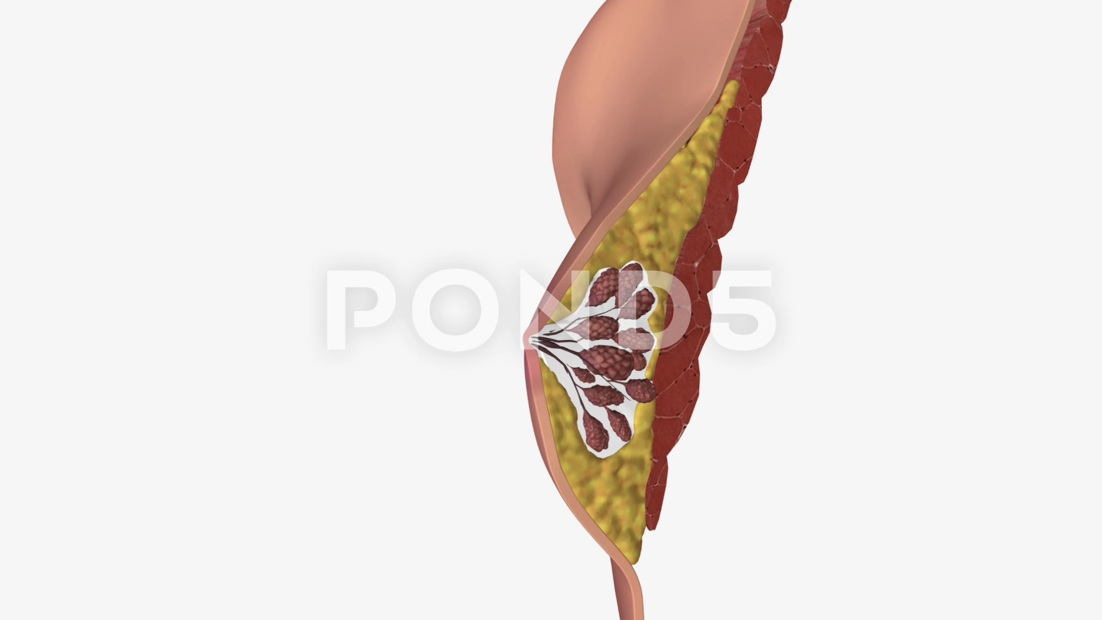 Female breast anatomy