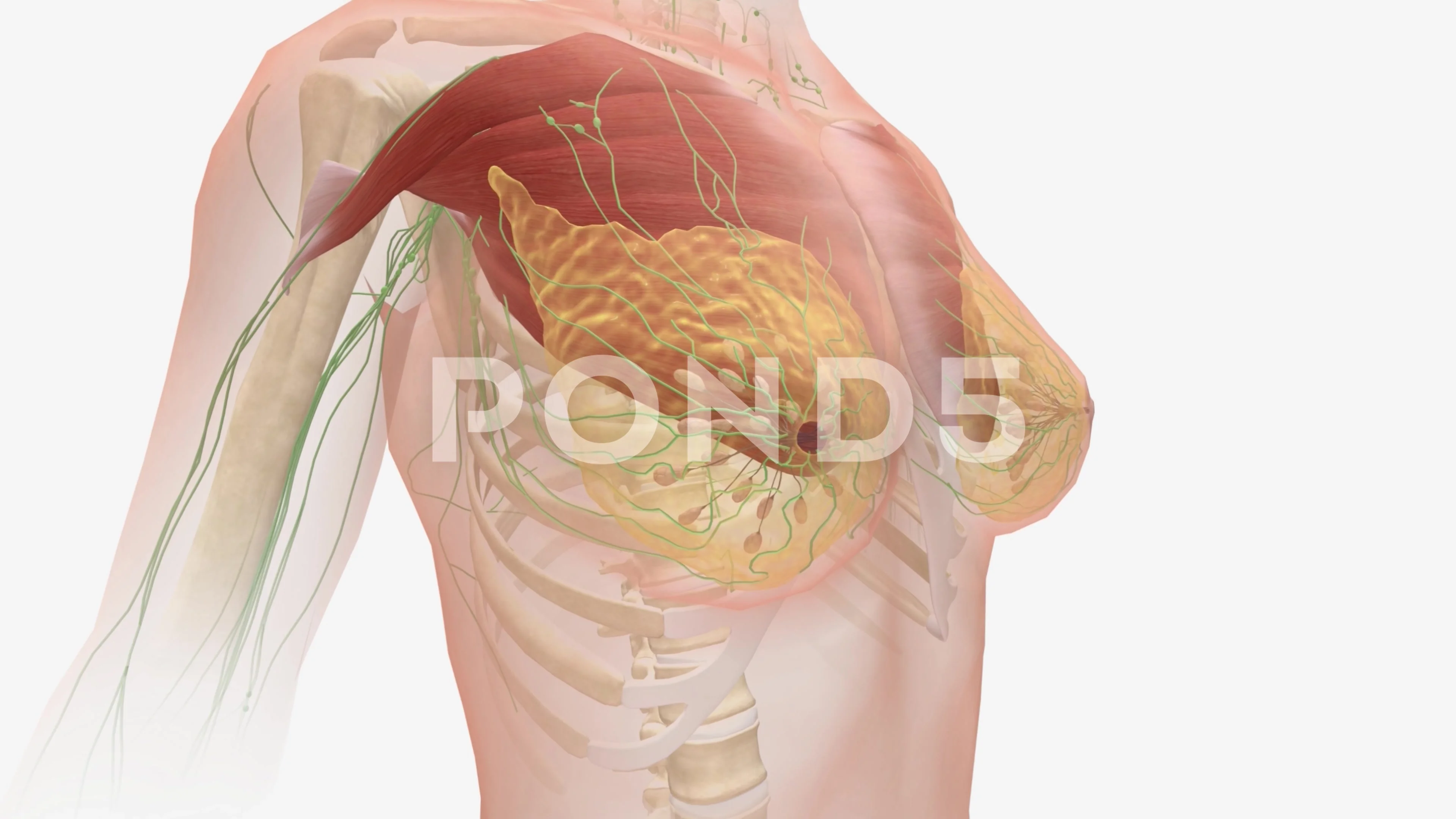 The female breast anatomy includes inter, Stock Video