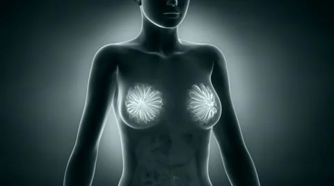 Female Breast Anatomy Stock Video Footage, Royalty Free Female Breast  Anatomy Videos