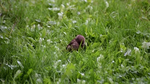 Female British House Sparrow Eating Dandelions Half Speed Stock Footage 106139339
