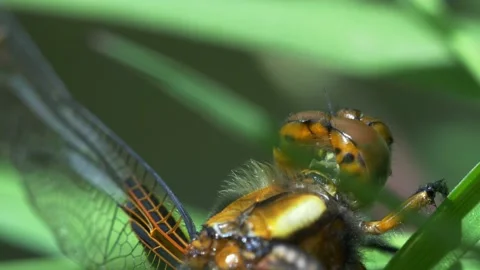 Female Broad-Bodied Chaser Amongst Pond Vegetation Stock Footage 143698009