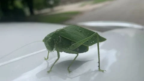 Female Broadwinged  Katydid solid green - Leaf Insect - Round Headed Stock Footage 160019978