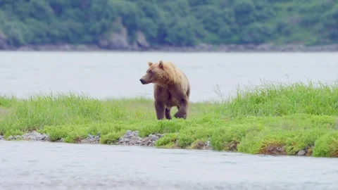 Female Brown Bear Walking by River Stock Footage 317043404