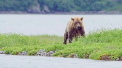 Female Brown Bear Walking by River Stock Footage 317043585