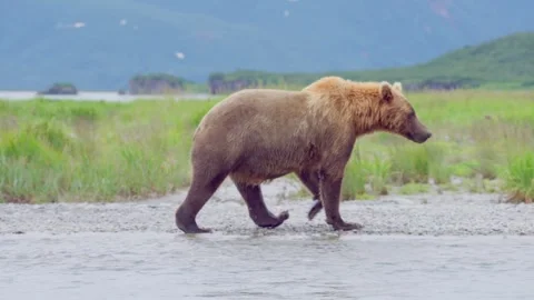 Female Brown Bear Walking by River Stock Footage 317043789