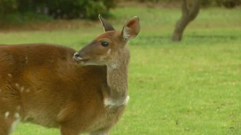 A female buck Stock Footage 12026486