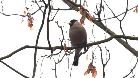 Female bullfinch eats food from a tree Stock Footage 281261437