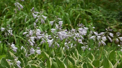 Female bumblebee &amp; hosta flowers Stock Footage 83402437
