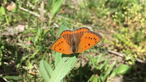 A female butterfly (Lycaena dispar, Large Copper). Video stock 200111153
