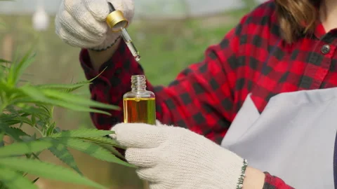 Female cannabis farmer using dropper to check on her cannabis oil product Stock Footage 221454864