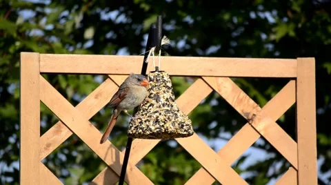 Female Cardinal on a backyard feeder Stock Footage 41152250