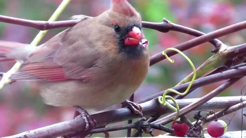 Female cardinal bird eats grapes Stock Footage 252099868