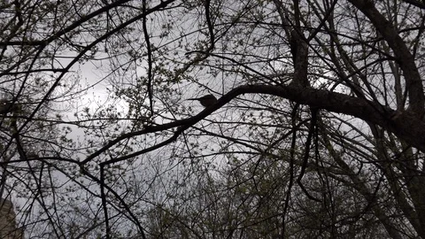 Female Cardinal on CentralPark Stock Footage 106948002