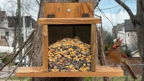 Female Cardinal Eats at Feeder While Hair Blows Stock Footage 304843025