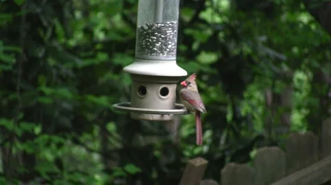 Female Cardinal at Feeder Video stock 4702669