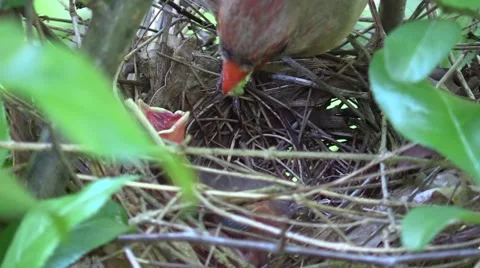 Female cardinal feeding babies Video stock 63152053