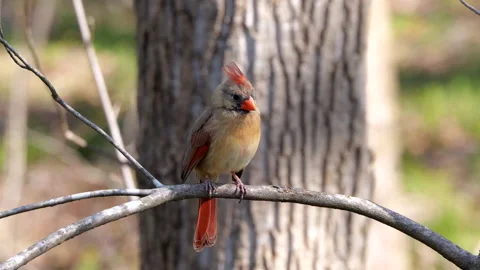 Female Cardinal Vidéo 172509219