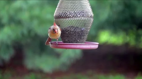 Female Cardinal HD Stock Footage 12731805