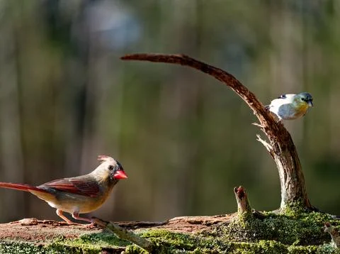 Female Cardinal on Log Stock Photos