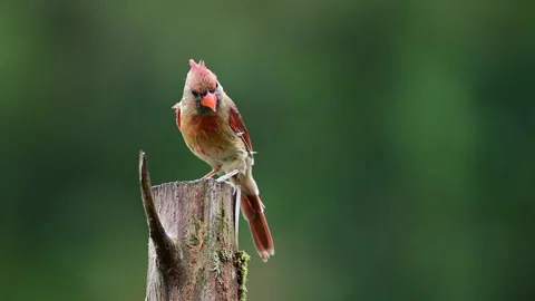Female Cardinal perching on a Cedar post near farm in Mt. Gilead Stock Footage 316684837