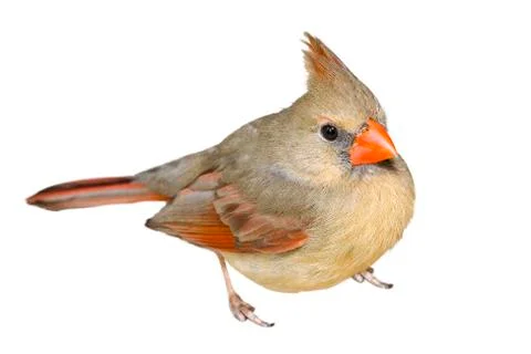 Female Cardinal Stock Photos
