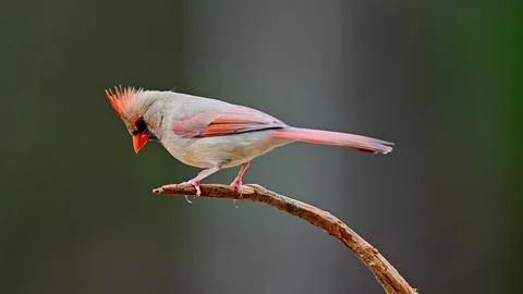 Female Cardinal Stock Photos