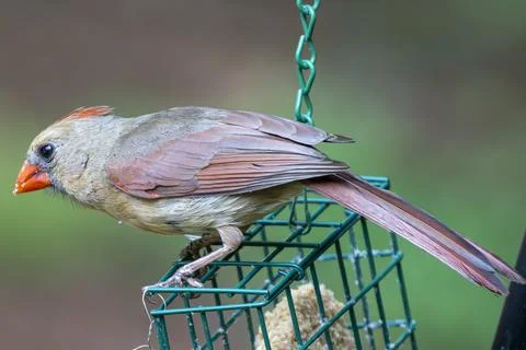 Female Cardinal Profile Stock Photos