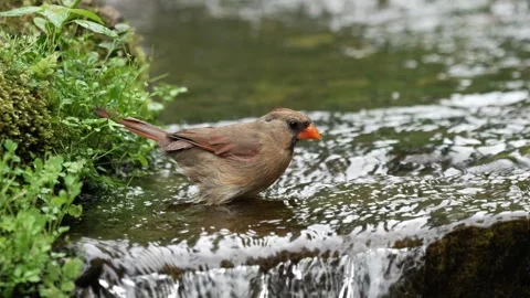 A female cardinal taking a bath in a mountain stream Vídeo Stock 335544315