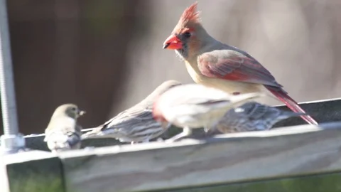 Female cardinal1 Video stock 86670794