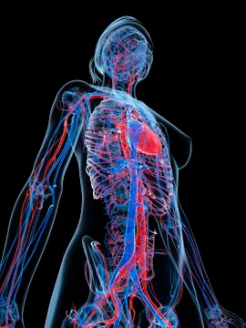 Female cardiovascular system; artwork Stock Illustration