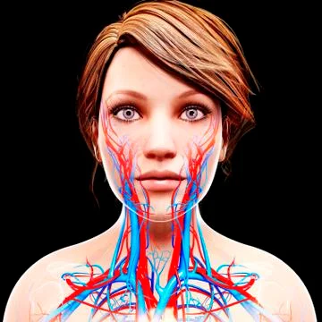 Female cardiovascular system, artwork Stock Illustration