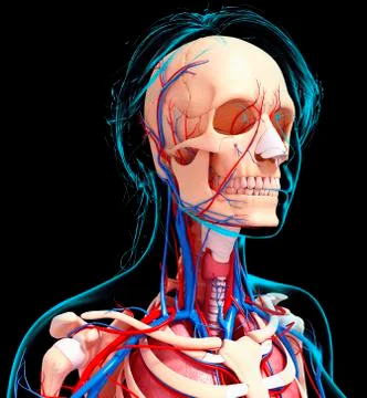 Female cardiovascular system, artwork Stock Illustration