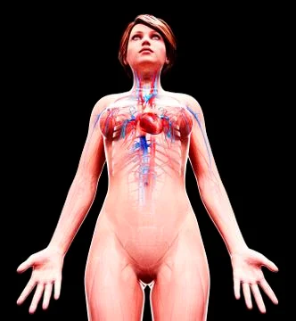 Female cardiovascular system, artwork Stock Illustration
