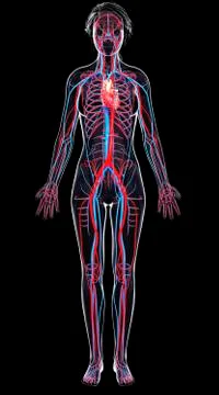 Female cardiovascular system, artwork Stock Illustration