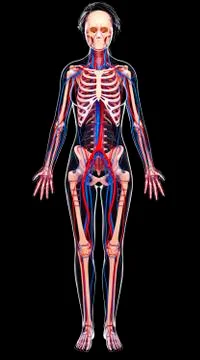 Female cardiovascular system, artwork Stock Illustration